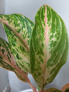 Bahçede kırmızı gölgeli Aglonema bitkileri