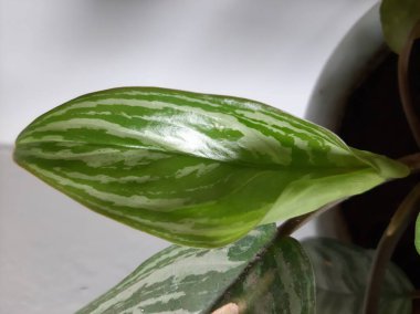 Beyaz renkli Aglonema bitkileri Endonezya 'da çok popüler süs bitkileridir.