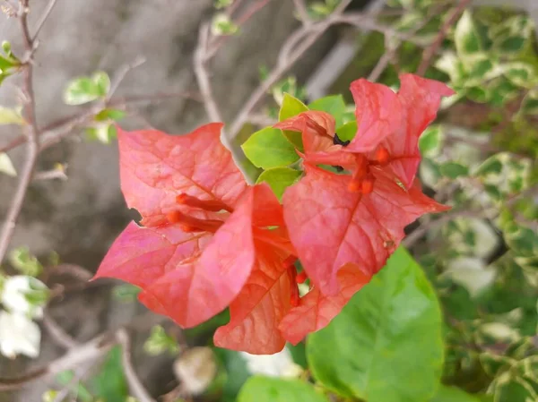 Papel Flores Bougainvillea São Vermelho Brilhante — Fotografia de Stock
