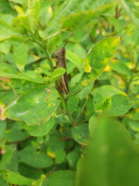 Kahverengi çekirge ya da çekirge ezmesi yeşil yaprakların arasında saklanıyordu.