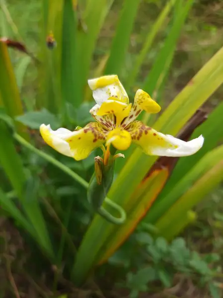 Beyaz ve sarı karışımlı çiçekler kralın tacını andırıyor.