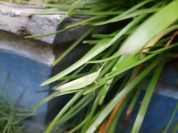 Tête Sauterelle Conique Sur Les Feuilles Vertes — Photo