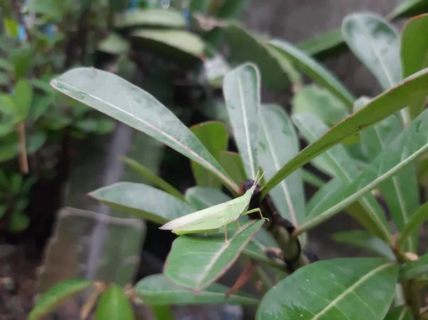 Tête Sauterelle Effiloche Sur Les Feuilles — Photo