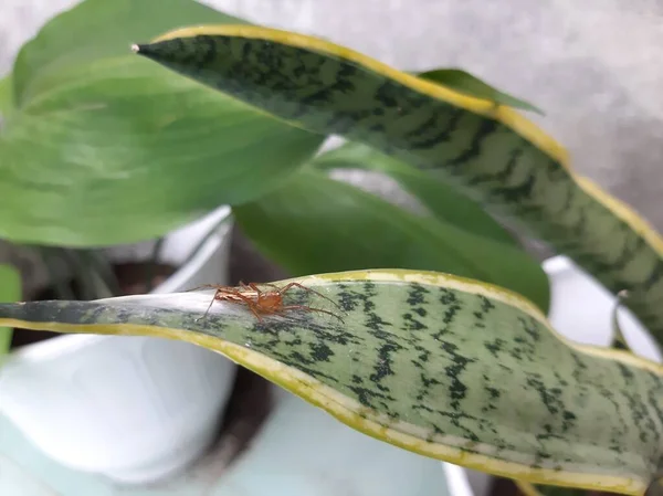 Ağın yanında bir örümcek.