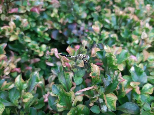 Çizgili desenli yusufçuklar yaprakların arasına tünemiş.