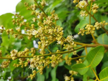 Longan poleni meyve tohumu üretecek.