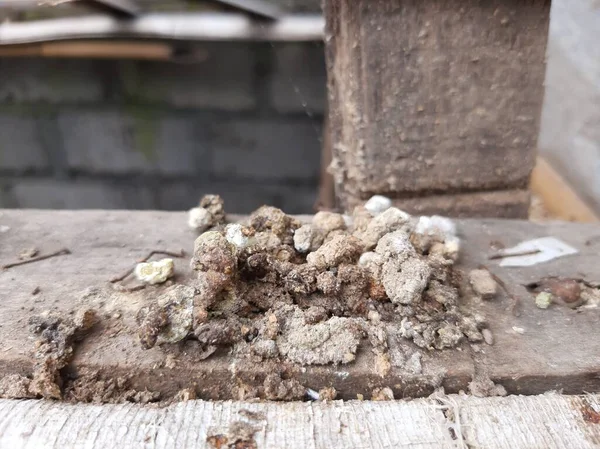 Sabahları bahçeye tavuk dışkısı atıyorlar.