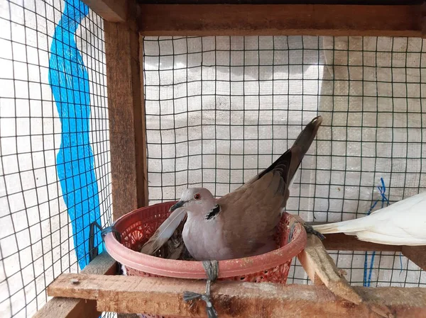 Kumrular yumurtalarını kuluçkaya yatırıyorlar.