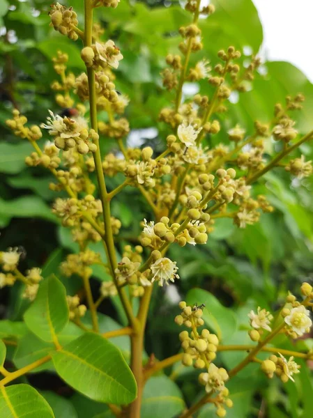 Longan poleni meyve tohumu üretecek.