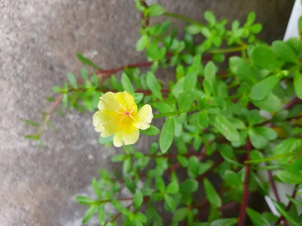 Nowe Żółte Kwiaty Kwiat Wygląda Bardzo Piękne Atrakcyjne — Zdjęcie stockowe