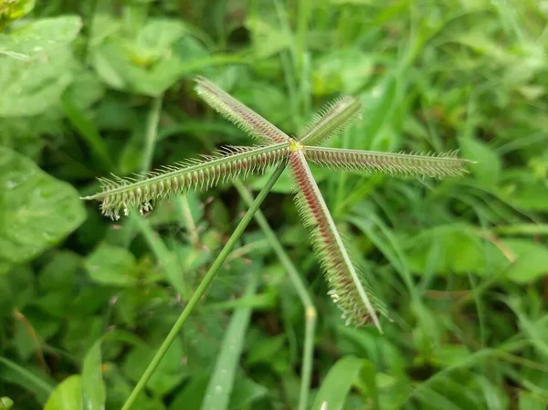 Crowfoot genellikle Endonezya 'da bulunan bir bitkidir.