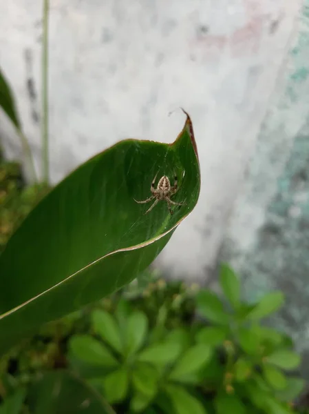 Uma Pequena Aranha Sua Teia — Fotografia de Stock