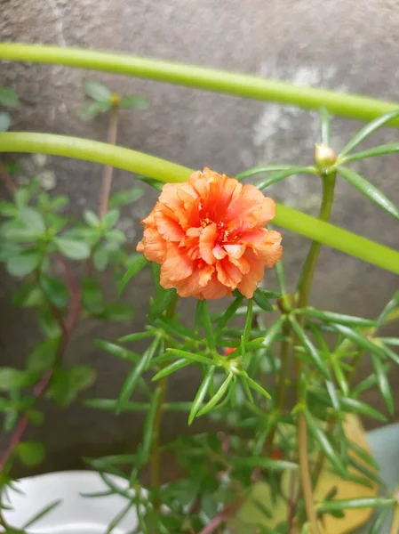 Çiçekler bahçedeki güller gibi açar