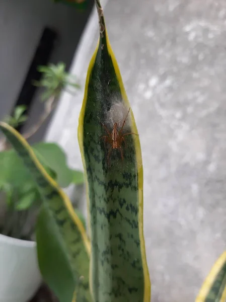 Örümcek ağa yakın.