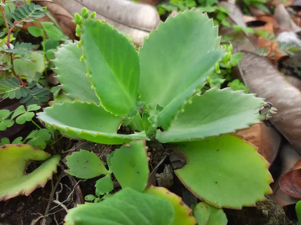 Cocor Duck Plant Similar Aloe Vera — стоковое фото