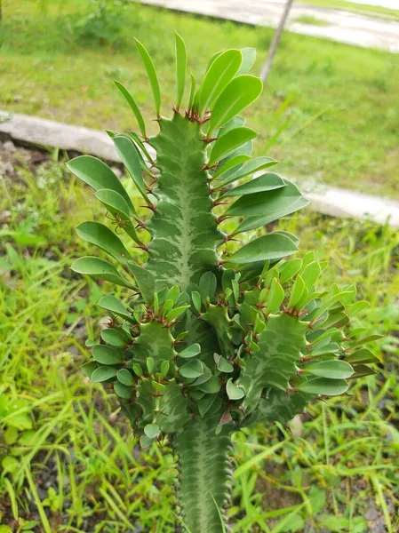 Kaktüs türü bitkiler yoğun yapraklar ve dikenlerle gelişir.