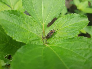 Yaprağında kırmızı lekeler olan pis bir böcek.