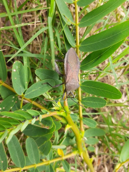 Yapraklara tünemiş büyük tahta kuruları.
