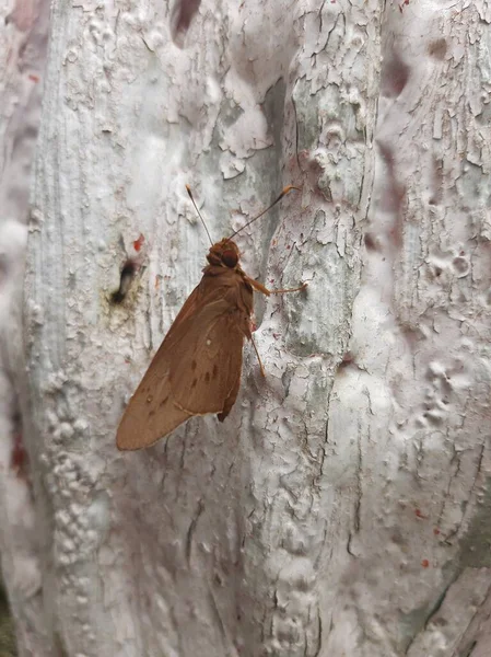 Kahverengi kelebek uyuyor.