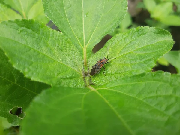 Yaprağında kırmızı lekeler olan pis bir böcek.