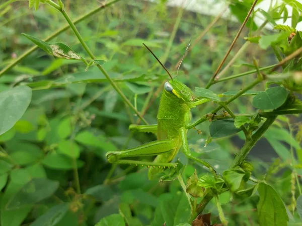 Çimlere tünemiş yeşil bir çekirge.
