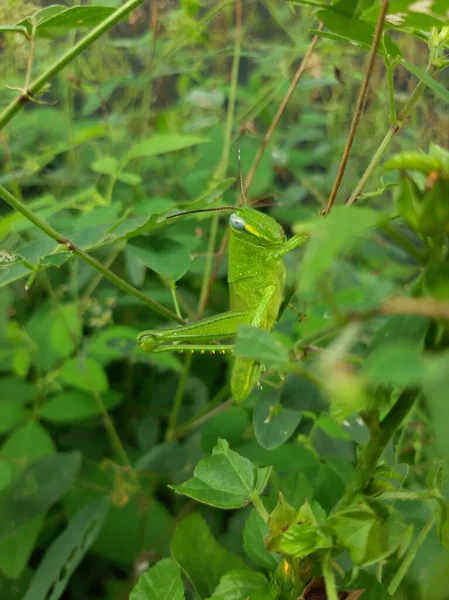 Çimlere tünemiş yeşil bir çekirge.