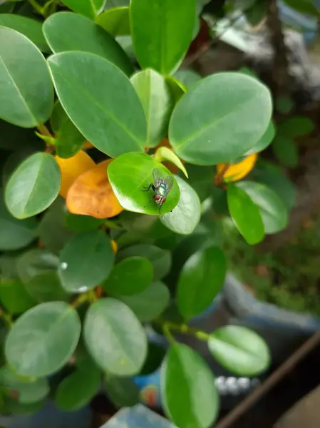 Bir sinek yaprağın üzerinde tünemektedir.