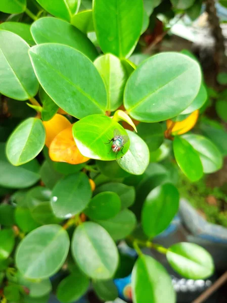 Bir sinek yaprağın üzerinde tünemektedir.