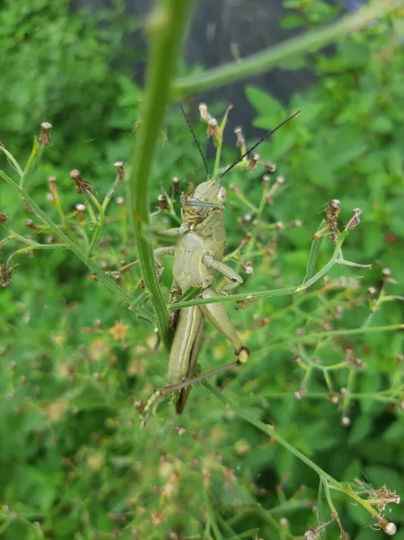 Büyük kahverengi bir çekirge yaprakları yiyor.