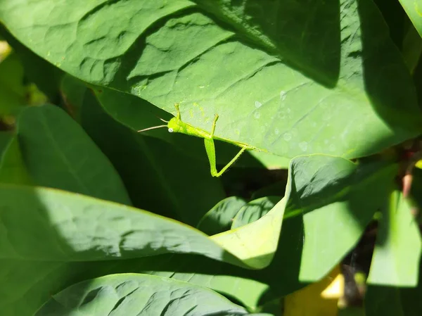 Yeşil yaprakların arasında saklanan bir çekirge.