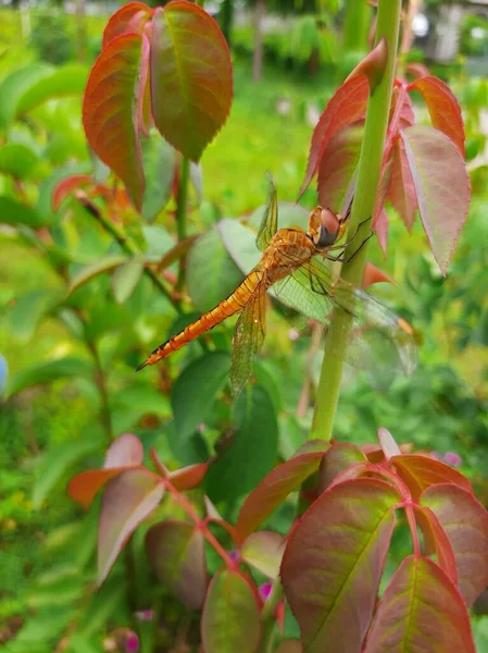 Gül sapına tünemiş kırmızı bir yusufçuk.