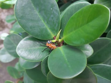 Bir tırtıl bitki gibi kamufle edilir.