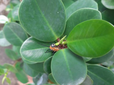 Bir tırtıl bitki gibi kamufle edilir.