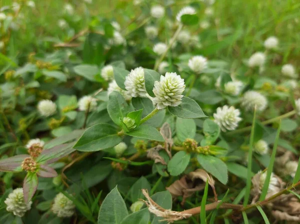 Güzel görünen beyaz çiçekler açtı.