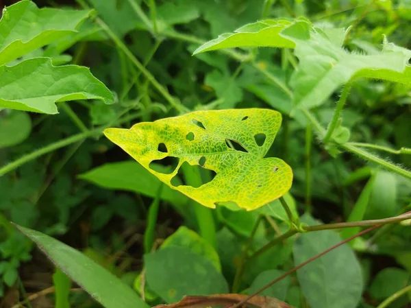 Haşerelerin saldırısına uğrayan yapraklar.