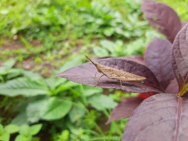 Çekirge kahverengi yapraklara tünemiş.