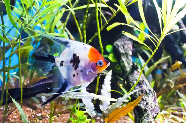 Скалярні Koi в акваріумі — стокове фото