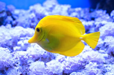 Zebrasoma sarı bir akvaryum