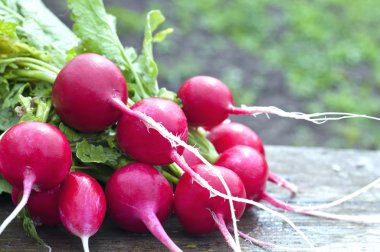 Bir bankta kırmızı turp