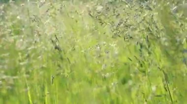 Spikelets of grass sway from the wind in a sunny meadow. Close-up video illustration for summer outdoor recreation.