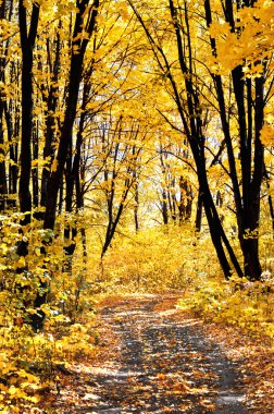 Güneşli bir sonbahar ormanda yol
