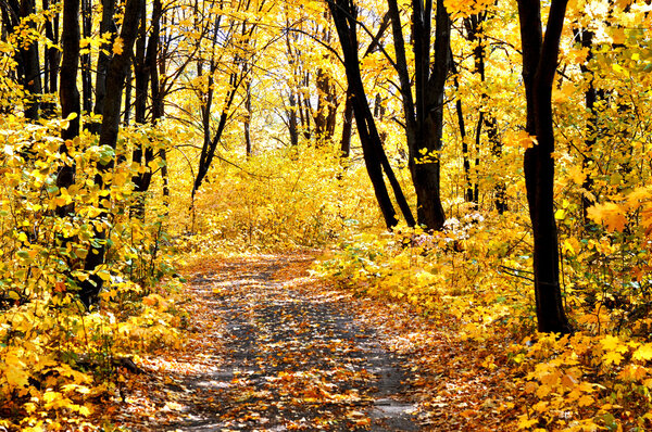 Road in the autumn forest