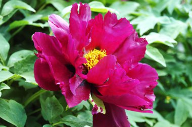 Treelike kırmızı şakayık