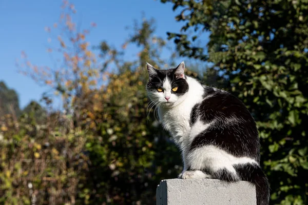 Vacker vuxen ung svart och vit katt med stora gula ögon sitter på den grå betong blocket på den gröna bakgrunden på en gård på sommaren — Stockfoto