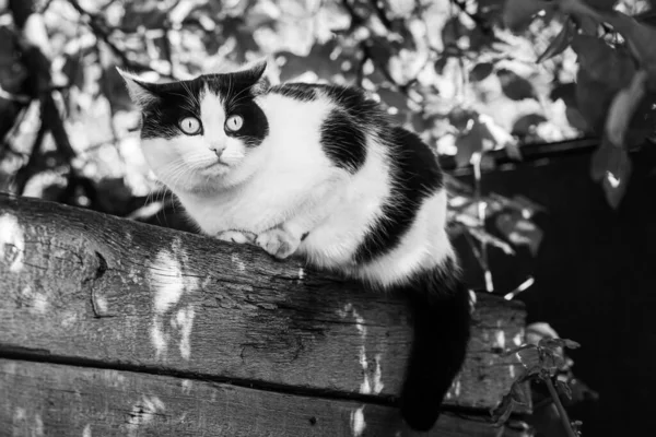 Beautiful adult young black and white cat with big yellow eyes sits on a wooden bench in the garden in summer. — Stock Photo, Image