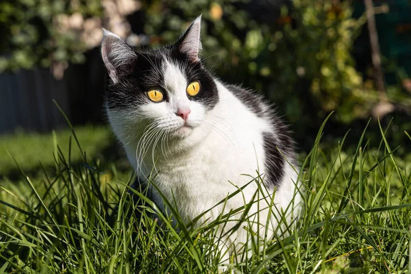 Vacker vuxen ung svart och vit katt med stora gula ögon sitter på den gröna bakgrunden på en gård på sommaren — Stockfoto