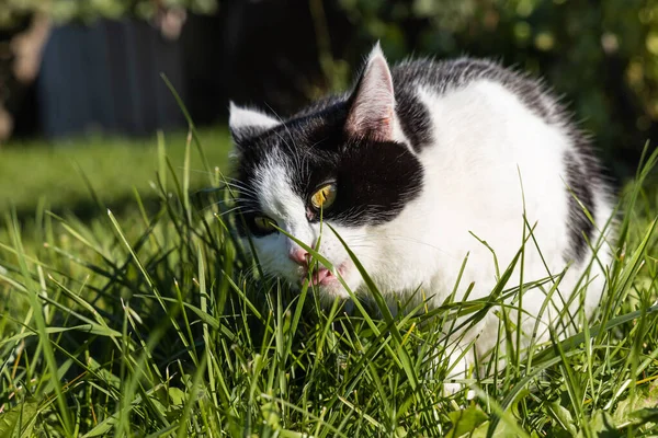 Beautiful adult young black-white cat with big yellow eyes and pink velvet wet nose and white sharp teeth eats green grass in a garden in summer — Stock Photo, Image