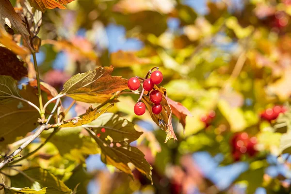 Ett gäng ljusa mogna viburnum bär med gröna och röda blad är på en blå himmel bakgrund på hösten — Stockfoto