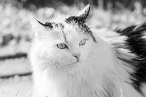 Güzel, yetişkin, siyah beyaz, uzun saçlı, iri gözlü bir kedi yazın bahçede oturur. — Stok fotoğraf