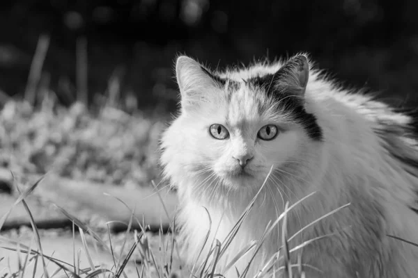 Piękny dorosły młody czarny i biały długowłosy kot z dużymi jasnymi oczami siedzi w podwórku latem — Zdjęcie stockowe